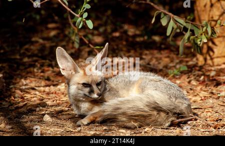 Blanford's Fox (Vulpes cana) ثعلب أفغاني a small fox found in certain regions of the Middle East.Photographed in Israel Stock Photo