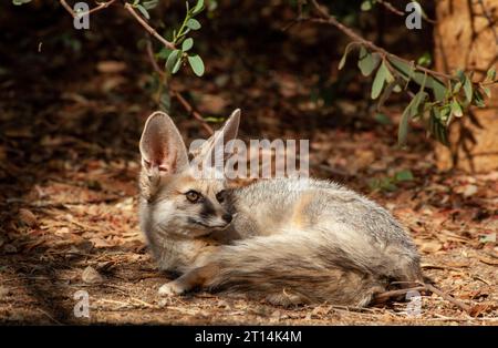 Blanford's Fox (Vulpes cana) ثعلب أفغاني a small fox found in certain regions of the Middle East.Photographed in Israel Stock Photo