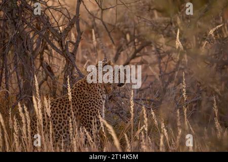 African leopard (Panthera pardus pardus نمر إفريقي ) wearing radio tracking collar, stalking prey in the savanna Photographed in Namibia Stock Photo