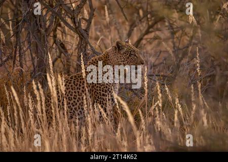 African leopard (Panthera pardus pardus نمر إفريقي ) wearing radio tracking collar, stalking prey in the savanna Photographed in Namibia Stock Photo