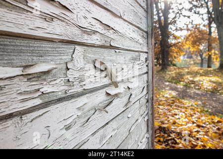 Close up view of wood house building timber wall with white paint peeling off outdoors in autumn. Wood house exterior maintenance concept. Stock Photo
