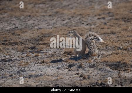 Cape ground squirrel (Xerus inauris) standing on its hind legs. This rodent lives in open arid areas of southern Africa. It is a social animal living Stock Photo