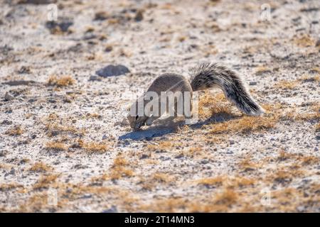 Cape ground squirrel (Xerus inauris) standing on its hind legs. This rodent lives in open arid areas of southern Africa. It is a social animal living Stock Photo