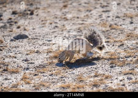 Cape ground squirrel (Xerus inauris) standing on its hind legs. This rodent lives in open arid areas of southern Africa. It is a social animal living Stock Photo