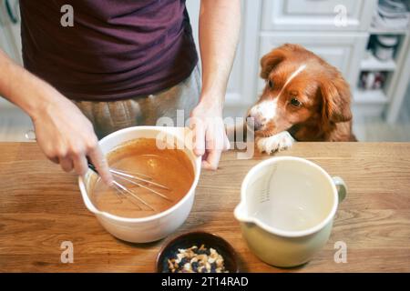 Man and dog together at home in kitchen. Nova Scotia Duck Tolling Retriever watching while his pet owner mixing dough to prepare sweet pie. Stock Photo