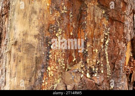 Sticky light resin on the trunk of a wounded tree, spring view Stock Photo