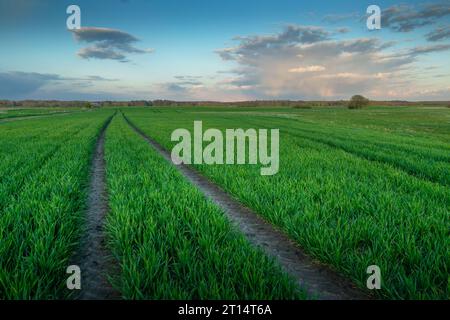 Technological path in the field of young plants Stock Photo - Alamy