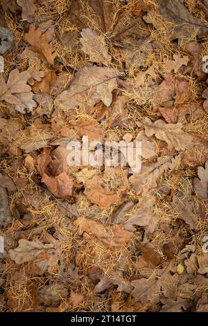 Fallen dry brown oak leaves with pine needles, top view Stock Photo