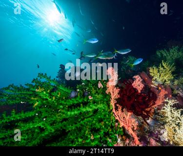 Coral Reef View Stock Photo