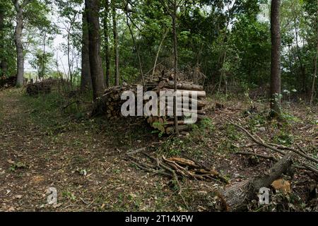 A stack of cut logs neatly arranged in a row beside a forest road on a summer day. Ready for transport and distribution to customers Stock Photo