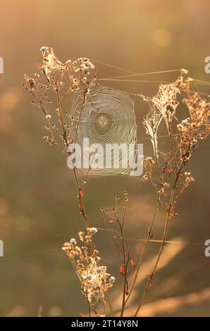 View on spider web on dry grass in autumn morning Stock Photo