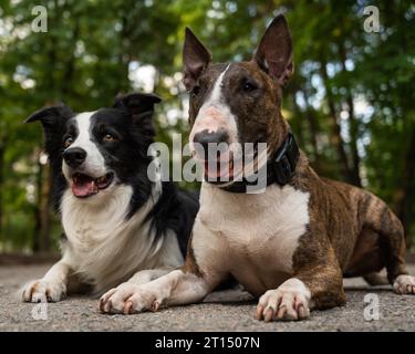 Bull terrier and border collie lie outdoors. Two dogs on a walk.  Stock Photo