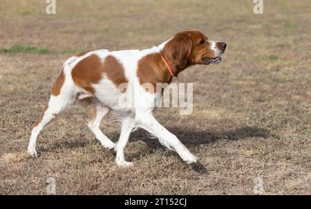 Brittany Epanel Breton portrait of dog in orange and white french posing with tongue hanging out and resting, running, lying in field in summer. Britt Stock Photo