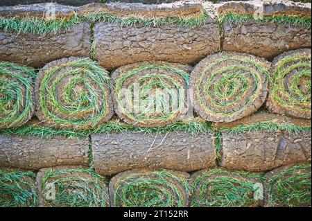 stacks of sod rolls for new lawn background Stock Photo