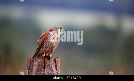 Male kestrel perched with its kill Stock Photo