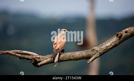 Male kestrel perched with its kill Stock Photo