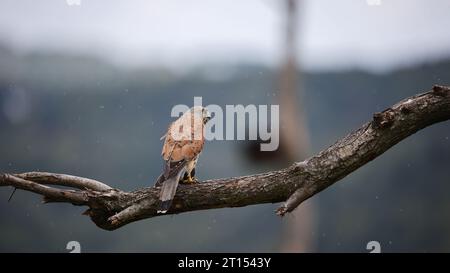 Male kestrel perched with its kill Stock Photo