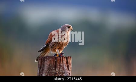 Male kestrel perched with its kill Stock Photo