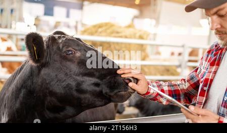 Man rancher makes a visual inspection of the animals on the farm using a checklist in his tablet. Stock Photo