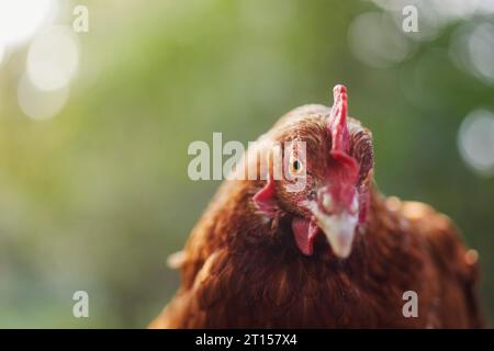 Portrait of curious hen looking at camera. Selective focus against green natur for copy space. Themes of poultry, organic farming and self-sufficiency Stock Photo
