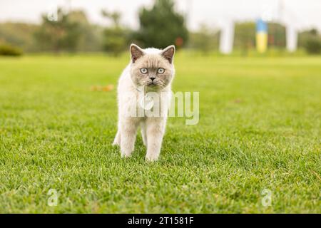 Young adult grey cat with big blue eyes walking in green grass at park Stock Photo