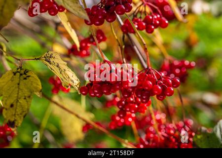 Viburnum branches with red berries on a gray autumn blurred background Stock Photo