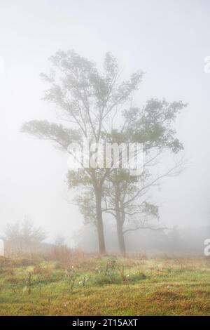 Two trees in a foggy morning and dew on the lawn. Misty autumn landscape. Casale Marittimo, Tuscany, Italy Stock Photo