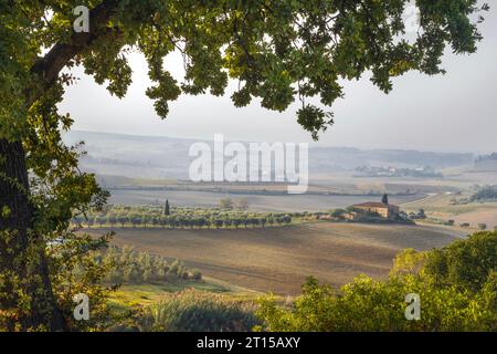 A tree and the landscape of Alta Maremma in a misty morning. Olive grove and an abandoned ancient farm. Casale Marittimo, province of Pisa, Tuscany re Stock Photo