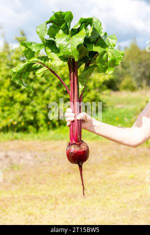 Big fresh organic beet in the woman hand on a green natural unfocused background in sunny day Stock Photo