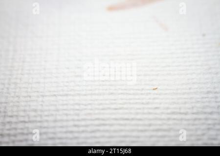 Extreme closeup of white handmade paper with dried plants. Shallow depth of field. Stock Photo