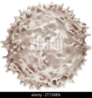 Granulocytes white blood cell isolated on white background. Stock Photo