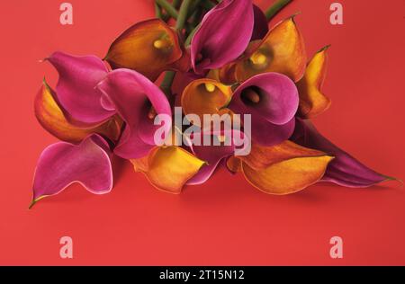 Calla lilies colorfully beautiful on a red surface looking into to circular shape & stamen. Vivid yellows, red, pinks, green. Stock Photo