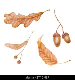 Set of dry brown leaves, linden seeds, oak acorn. Watercolor hand drawn illustration of forest plant element. Floral realistic clip art for eco goods Stock Photo