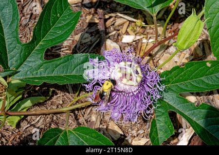 A bee collecting pollen from a purple passion flower in bloom growing on a vine with foliage on the ground a top view looking down closeup on a sunny Stock Photo