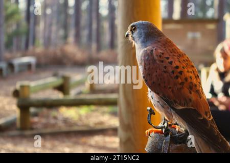 A Peregrine Falcon (a cosmopolitan bird of prey in the family Falconidae). Photo taken during a stay at Woburn Center Parcs in February 2023 Stock Photo