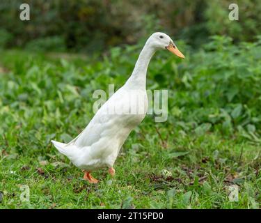 White Indian Runner duck Stock Photo