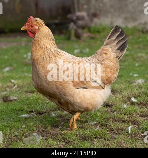 chicken in a farmyard Stock Photo