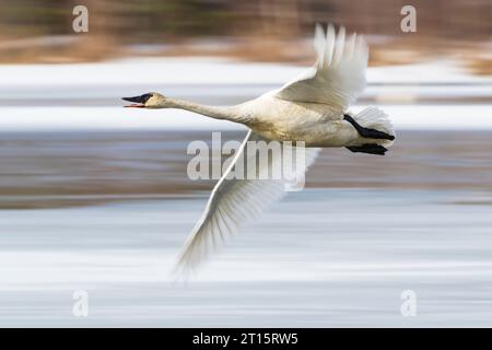 Trumpeter Swan in flight over pond in Southcentral Alaska. Stock Photo
