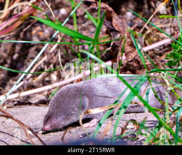 Mole close-up front view displaying small eye, nose, whiskers, paws in its environment and habitat surrounding grassland. Shrew Mole. Stock Photo