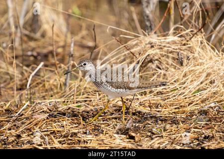 Solitary Sandpiper foraging in marsh in Southcentral Alaska. Stock Photo