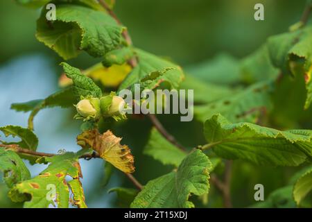 Hazelnuts still on the bush Stock Photo