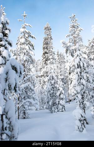 Snow covered trees in winter forest of Lapland. Stock Photo