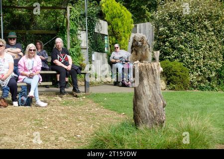 Visitors watching young Siberian Eagle owl  Bubo bubo yenisseensis sitting on tree stump Cotswold Falconry Centre Batsford UK Stock Photo