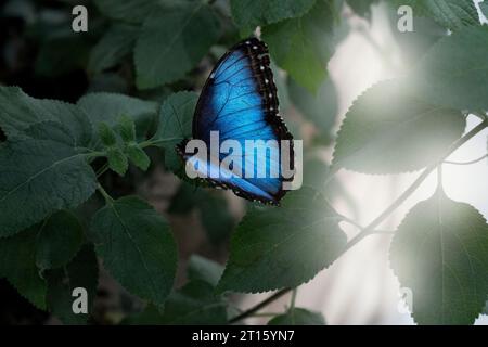 blue and light blue black butterfly sitting on a leaf Stock Photo
