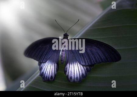 black and white butterfly sitting on a large green leaf Stock Photo