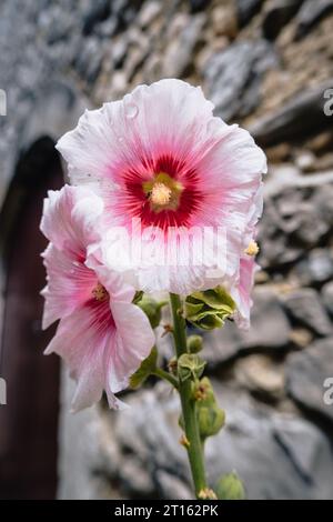 Pink ristly hollyhock in the street of Chatillon en Diois in the south of France (Drome) Stock Photo