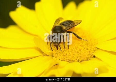 Natural Closeup on a Patchwork leafcutter bee, Megachile centuncularis, on a yellow flower in the garden Stock Photo