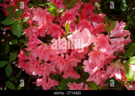 Flower - Japanese Azalea, also called  Rhododendron or Orange beauty Stock Photo
