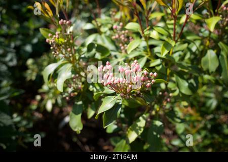 Kalmia latifolia, the mountain laurel, calico-bush, or spoonwood, is a species of flowering plant in the heath family Ericaceae, that is native to the Stock Photo