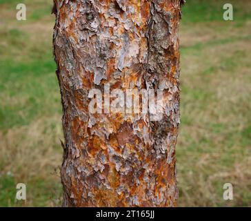 Closeup of the brown peeling bark of the garden pine tree pinus sylvestris fastigiata group or Scots pine. Stock Photo